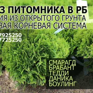 Туя Даника из питомника в РБ 