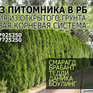 Туи из питомника в РБ