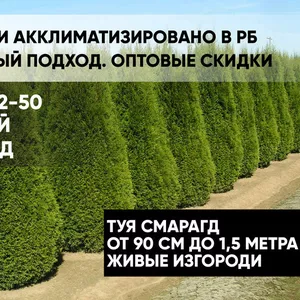 Туя Смарагд,  от 90см до 1, 5 метра. Живые изгороди.