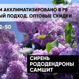 Сирени,  рододендроны,  самшиты