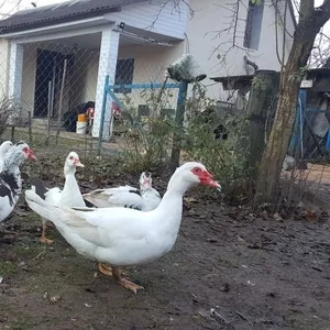 Продаю мясо индоуток отроду от 4 по 6 мес.