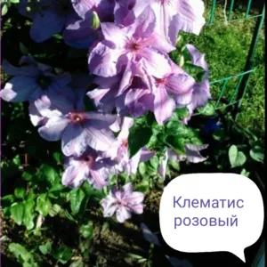 Клематис