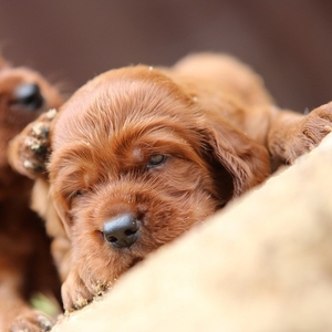 супер крутая порода собак - Ирландский красный сеттер- шикарные щенки