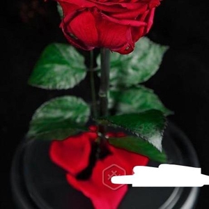 Роза в Колбе Premium 28 см