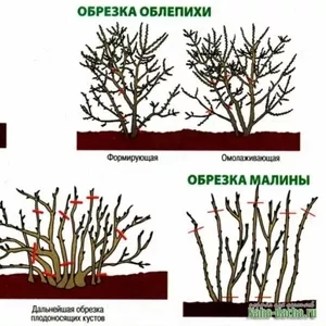 Услуги садовника.Обрезка. Посадка. Уборка участка.