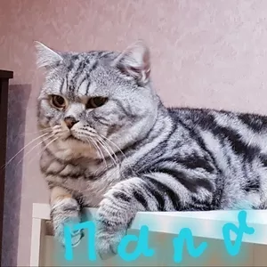 Шотландский кот/вязка.