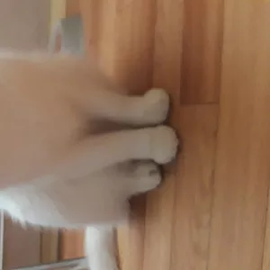 Отдается кот в хорошие руки