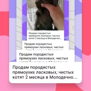 Шотландские прямоухие котята в Молодечно. 