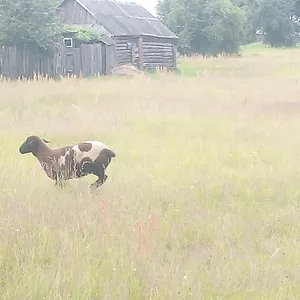 Баранчики,  ярки на племя,  кросс-дорперы