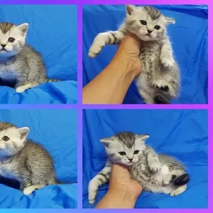 Котята шотландские коты.