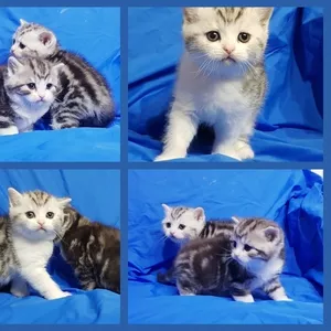 Котята мраморята, шотландские.