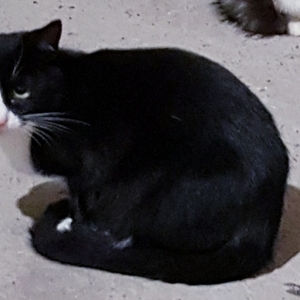 Котята котики в дар.