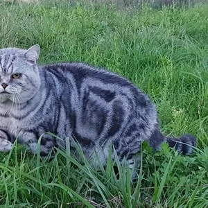 Шотландский кот, вязка.