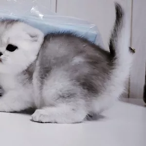 Котята шотландские в резерв.