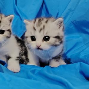 Котята мраморята, шотландские.