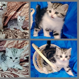 Котята скоттиш-страйт, кошки.