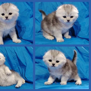 Котенок шиншилленок, шотландский.