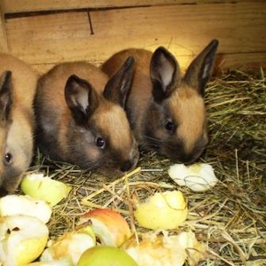 Кролики различных пород и возрастов.