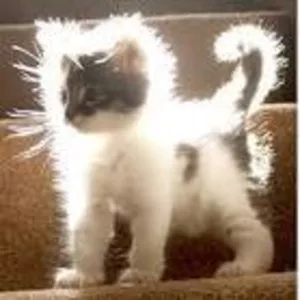 куплю котенка 