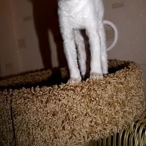 Продаются Корниш Рекс Котята