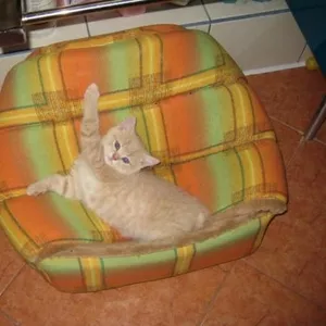 Британские котята                               