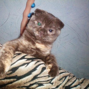 Кошка скотиш фолд ищет кота для вязки
