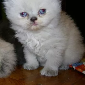 котята персидские.                                                    