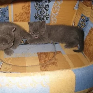 Продам британских короткошерстных котят в витебске.