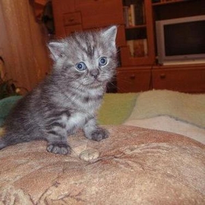 Продается чистокровная британская кошечка (окрас ВИСКАС) 