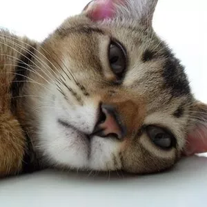 Абиссинский котенок 