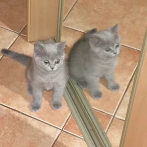 Продаются британские котята (мальчик и девочка)