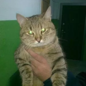 Кошечка ищет хозяев