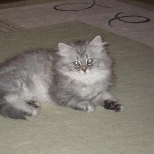 Продается прекрасный котено