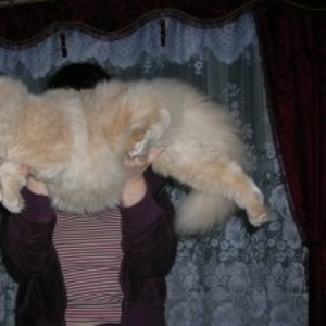 Персидский кот ищет хозяев