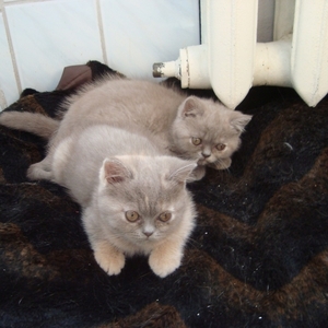 Британские короткошерстныя котята