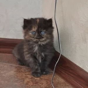 Отдам персидских котят