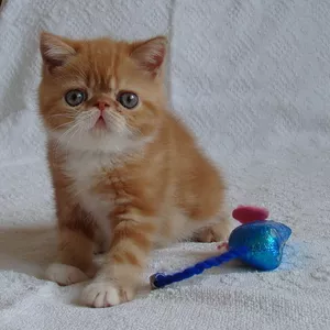Экзитические элитные котята 