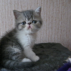 Чистокровные котята - экзоты