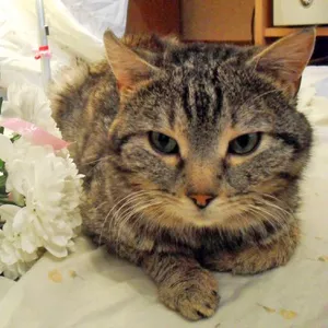 Котик Шпротик ищет себе хозяина
