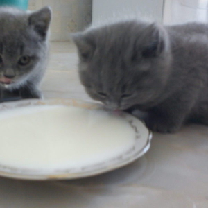 Британские котята недорого 