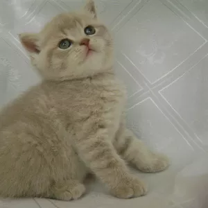 очаровательные британские котята 