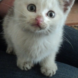 Дарю красивого котенка!