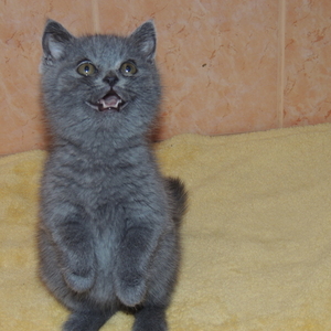 Очаровательный британский котик 2 месяца