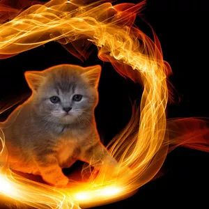 Британские котята ждут вас !