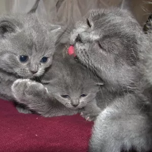 Британские котята