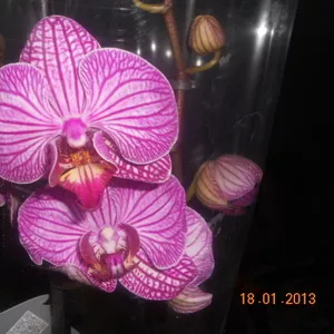 Продаю орхидеи