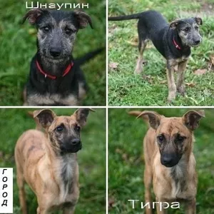 Собачки Тигра и Шнаппи очень хотят найти любящий дом