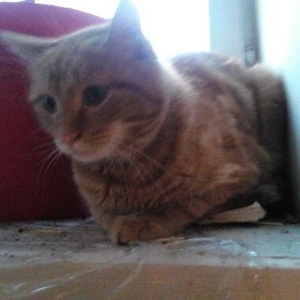 Рыжий котик ищет дом