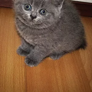 Британские котята