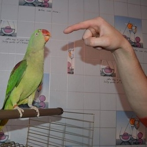 Продам александрийского попугая